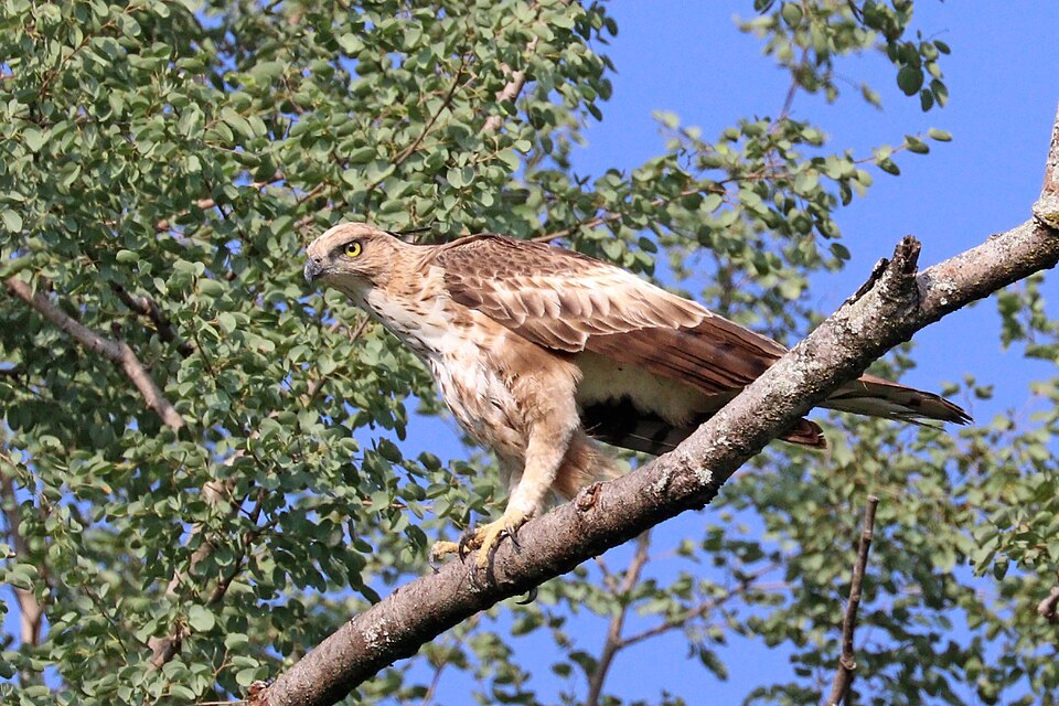 Crested Hawk-Eagle