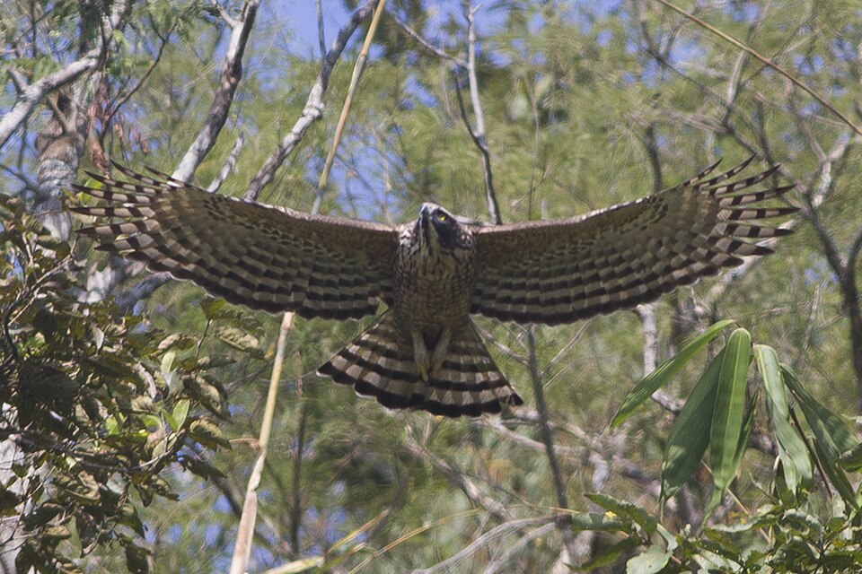 Mountain Hawk-Eagle