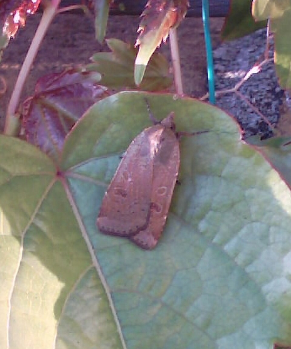Lesser Yellow Underwing