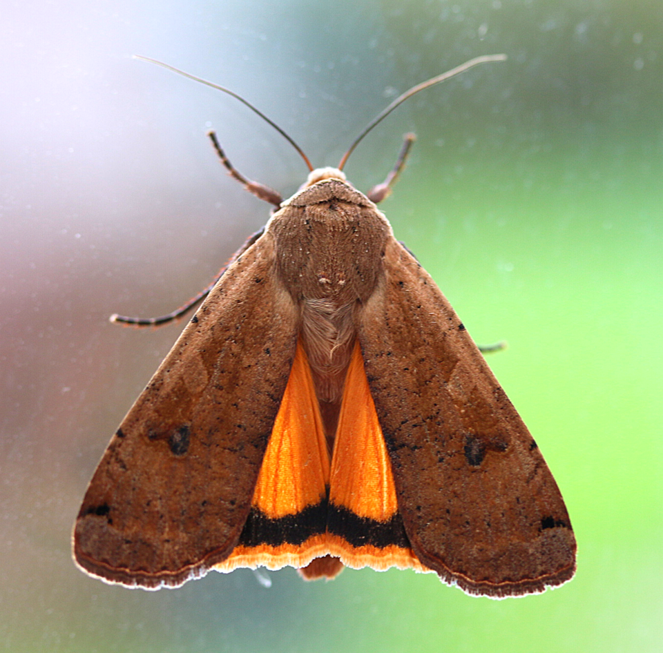Large Yellow Underwing