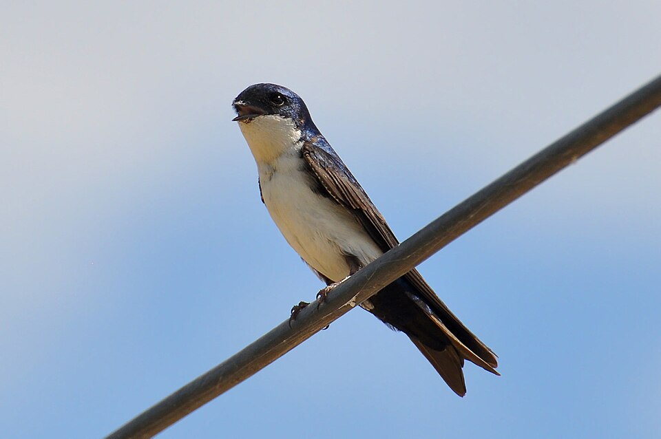 blue-and-white swallow