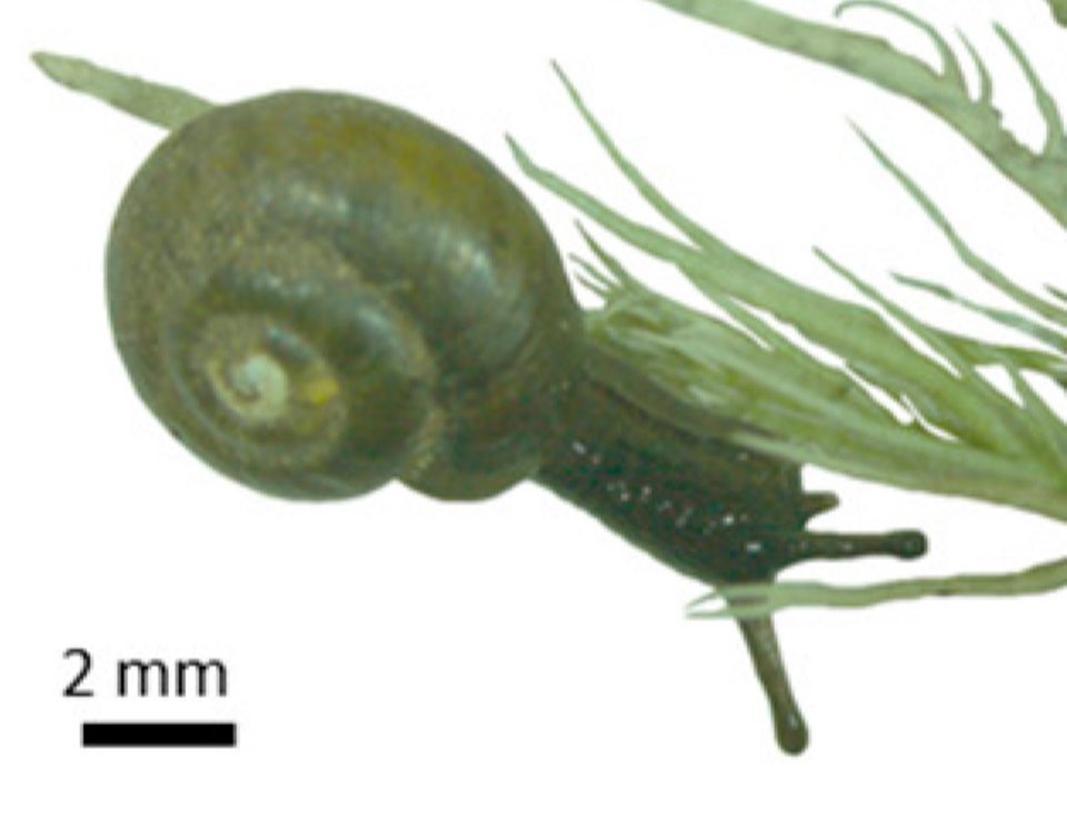 Notodiscus hookeri