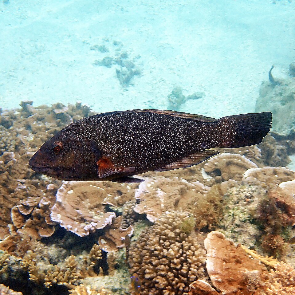 Green wrasse