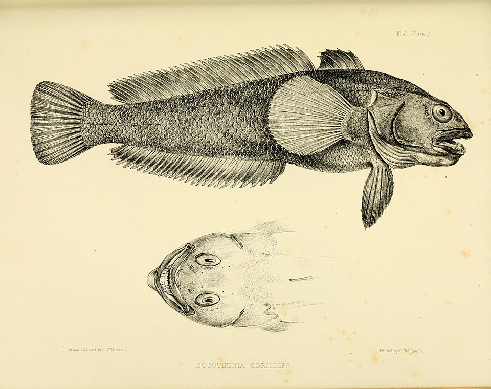 Black rockcod