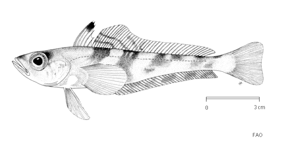 painted notothen