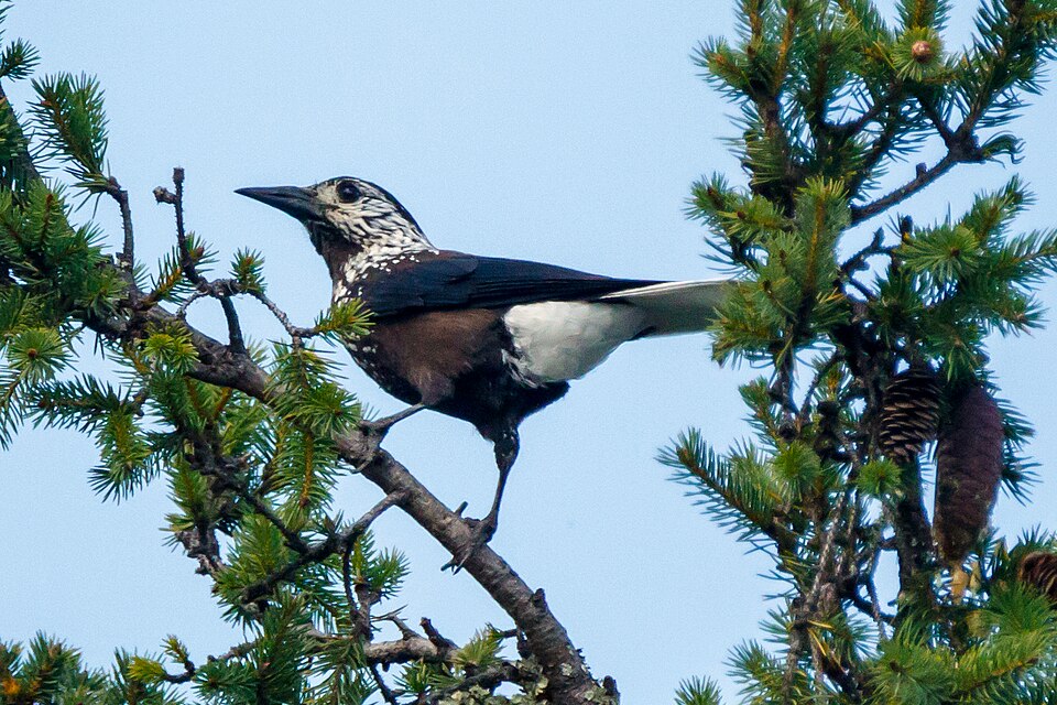 Southern Nutcracker