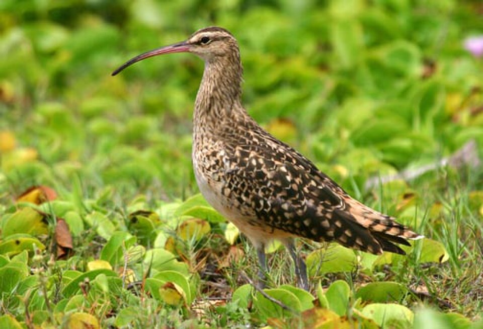 Bristle-thighed Curlew