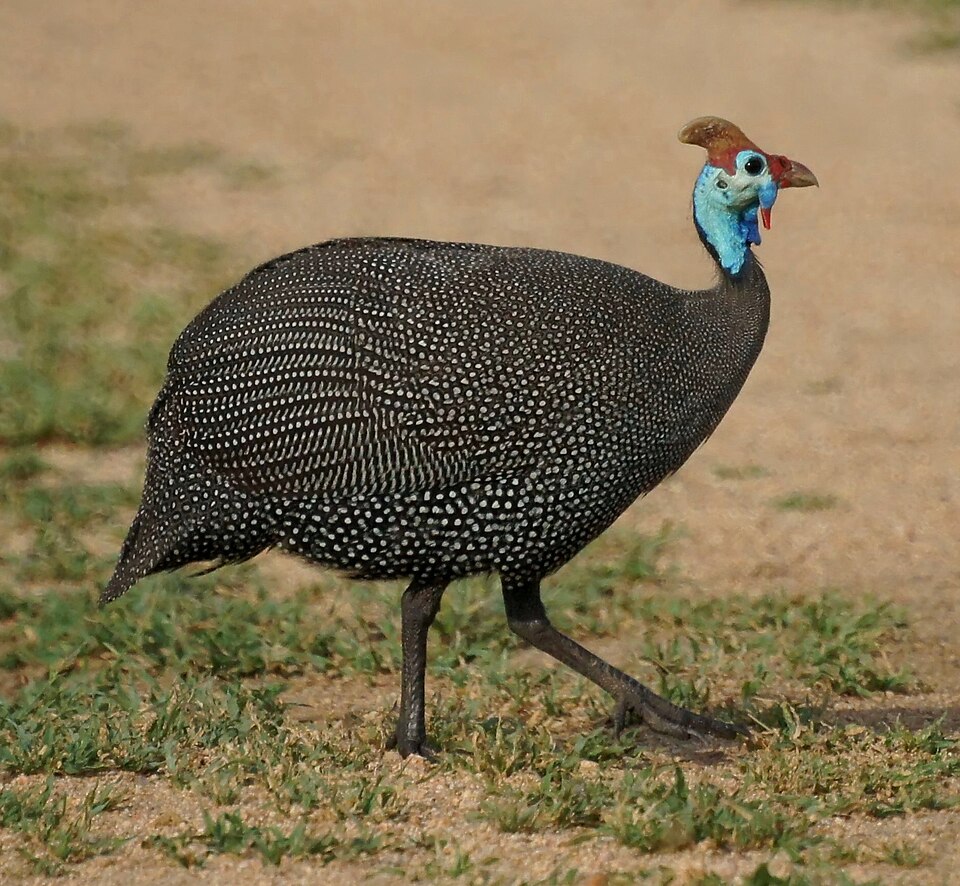 Helmeted Guineafowl
