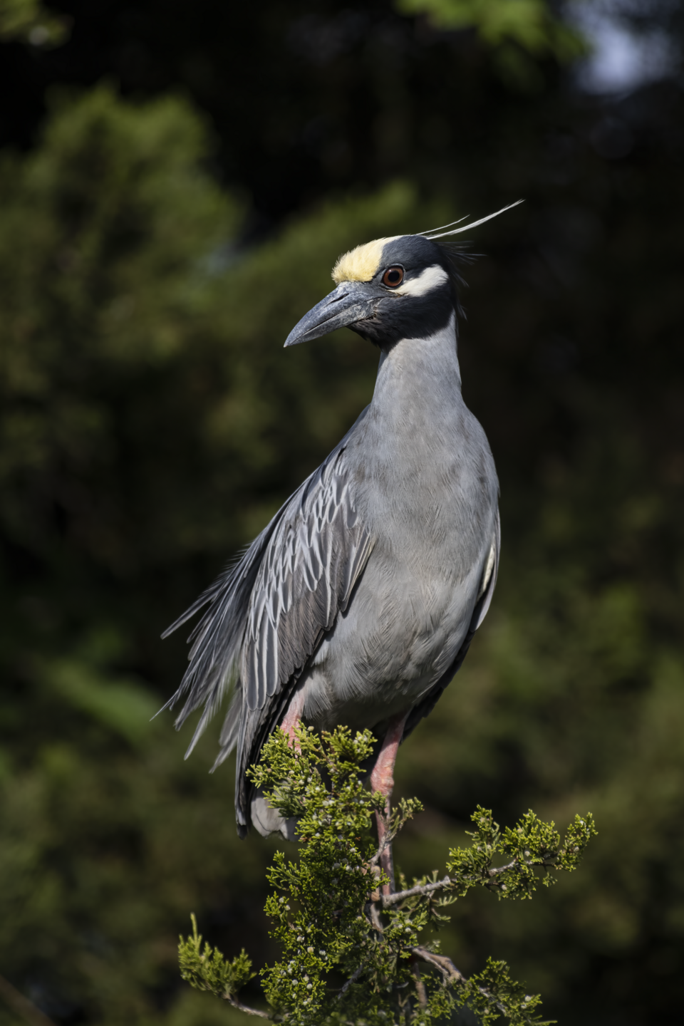 Yellow-crowned Night-Heron