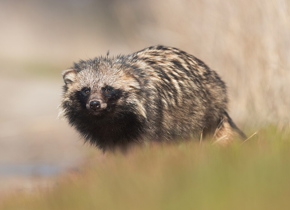 raccoon dog