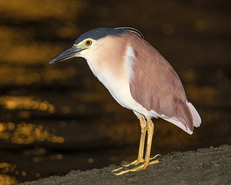 Rufous Night-Heron