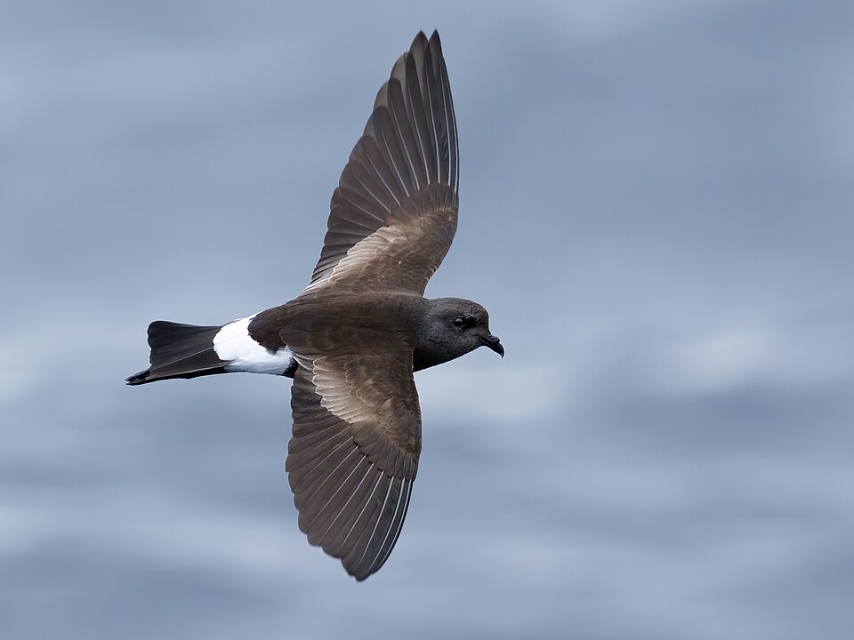 Wilson's Storm-Petrel