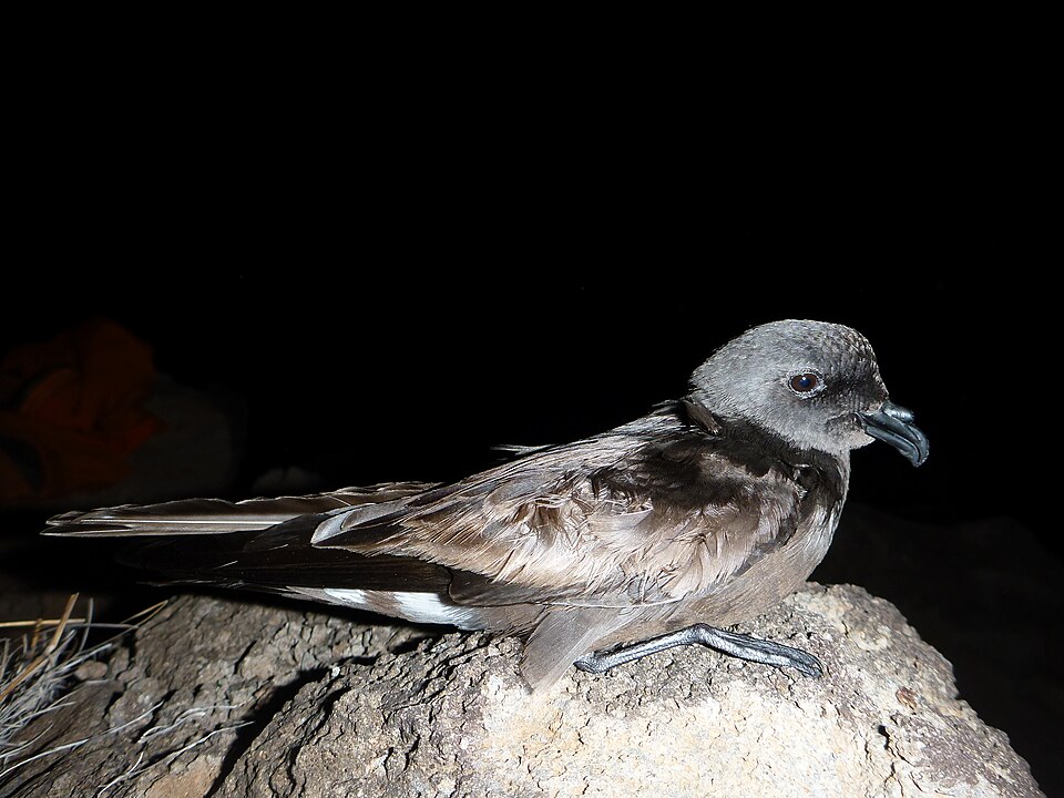 Band-rumped Storm-Petrel