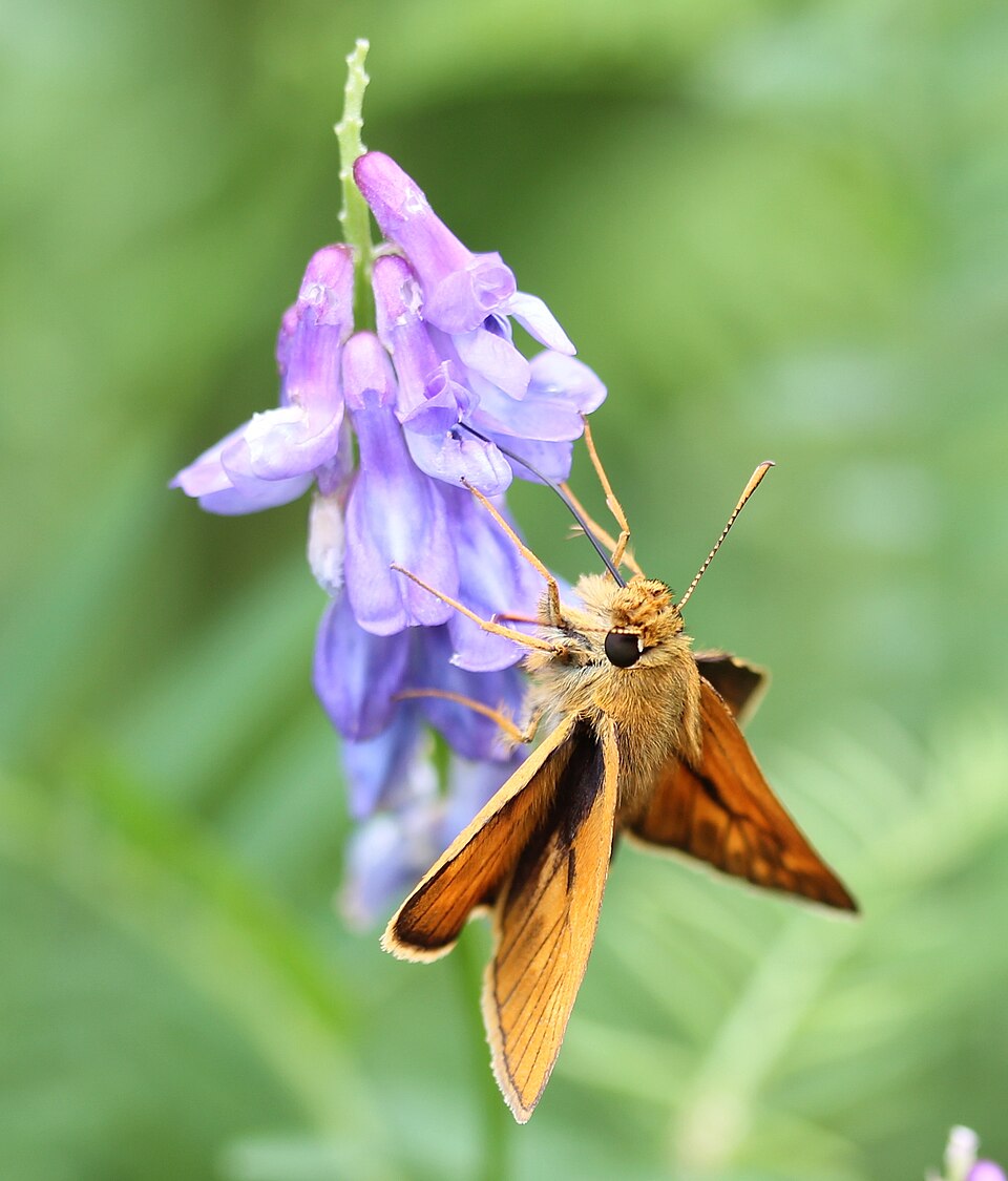 Asian Large Skipper