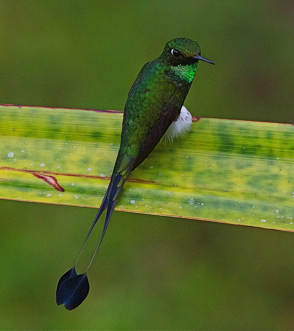 Booted Racket-tail