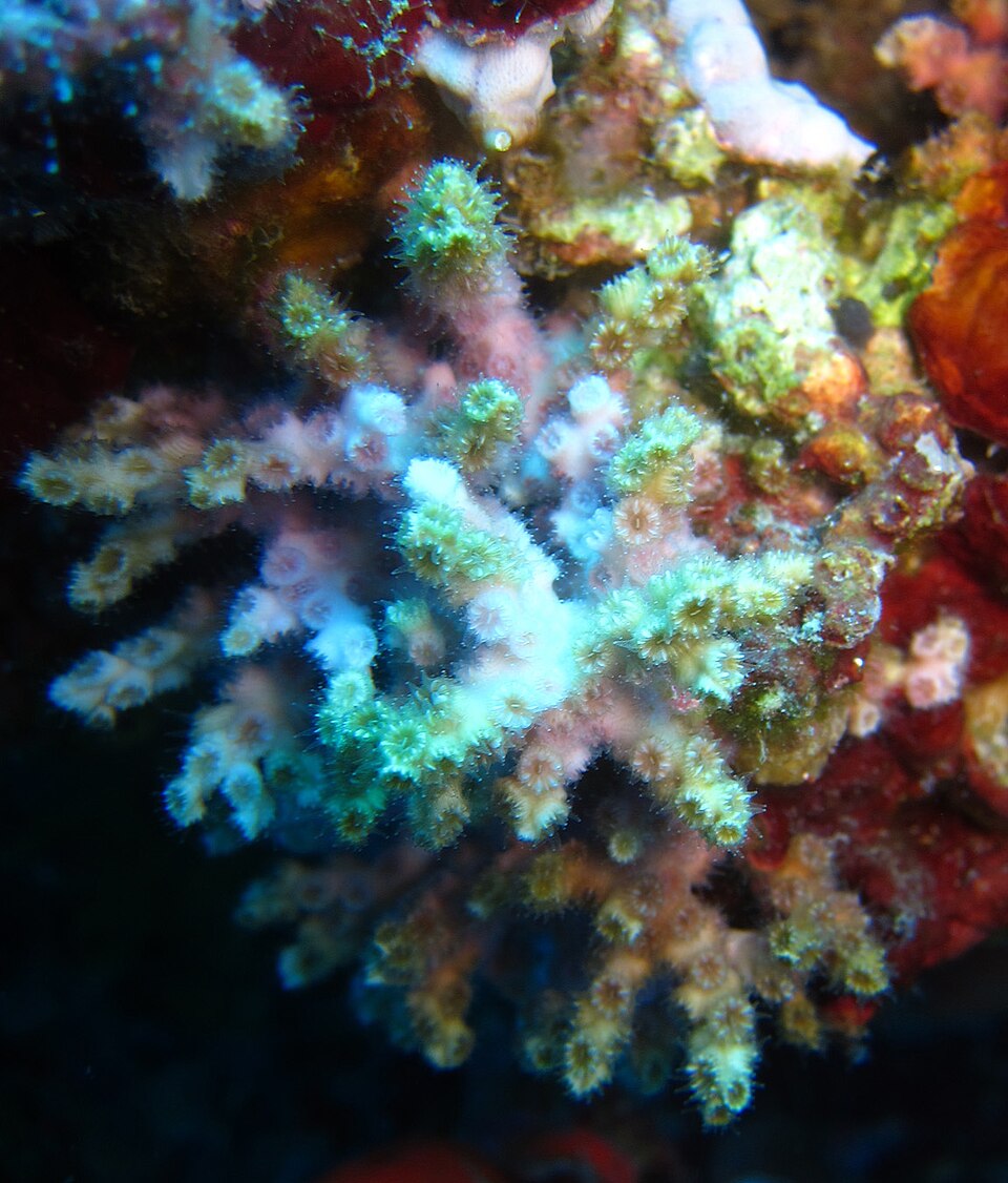 diffuse ivory bush coral
