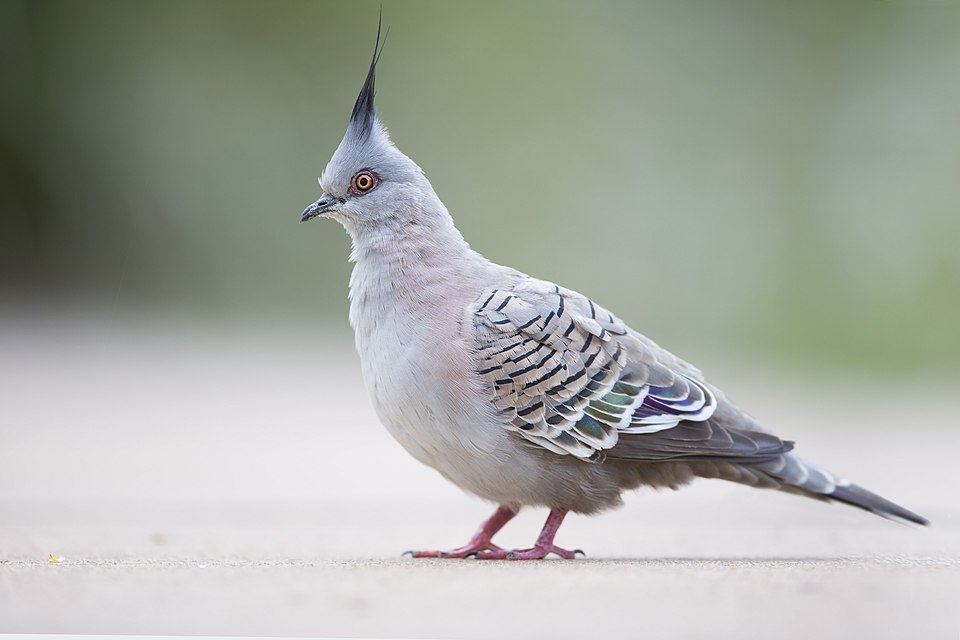Crested Pigeon