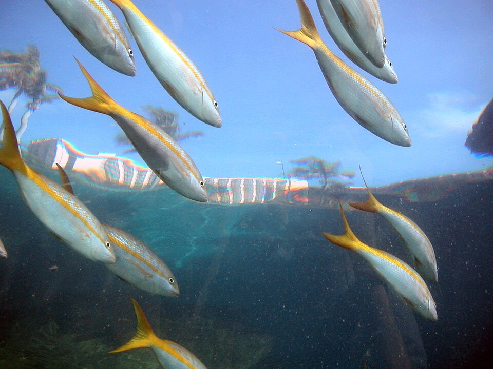 yellowtail snapper