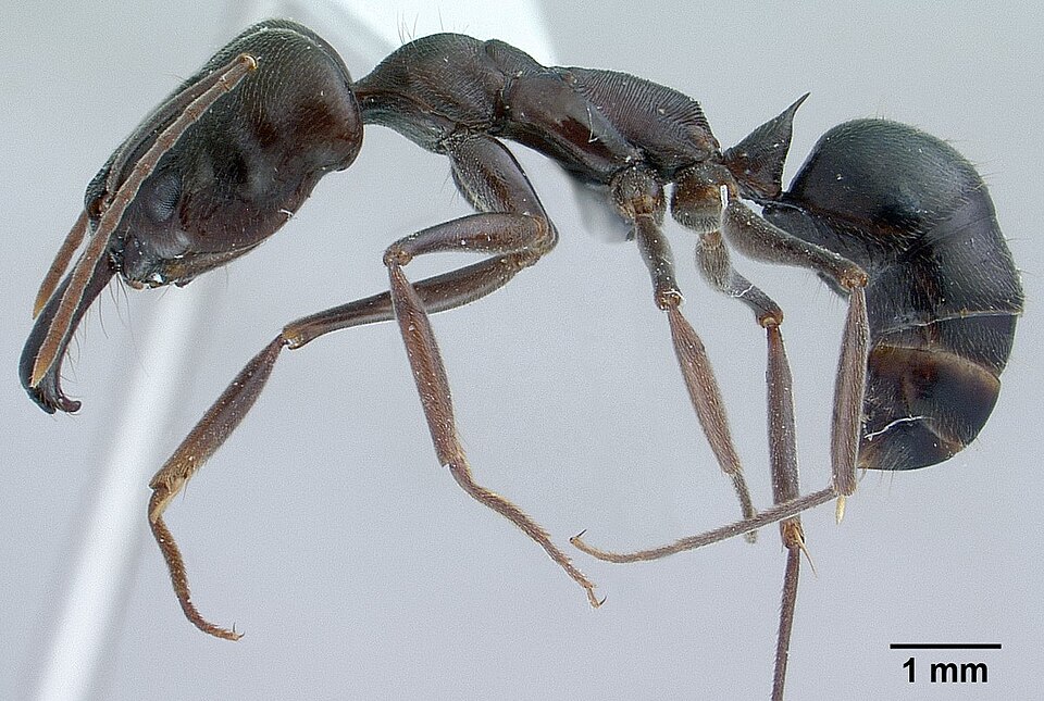Common Oriental Trap-jaw Ant