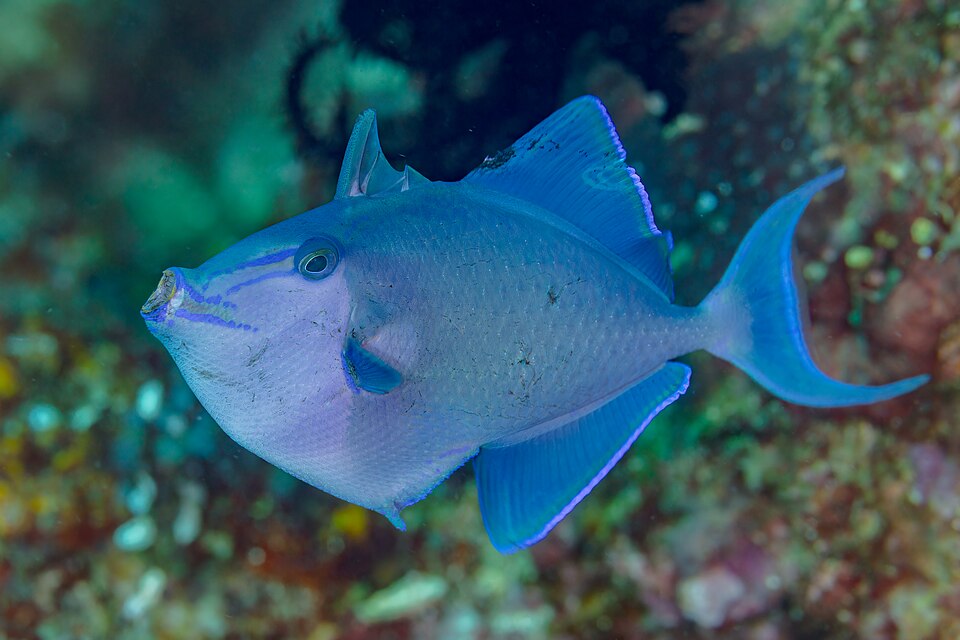 Redtooth Triggerfish