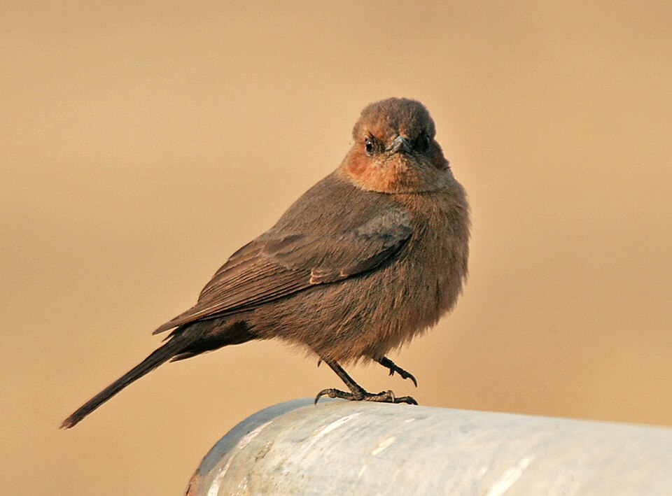 Brown Rock Chat