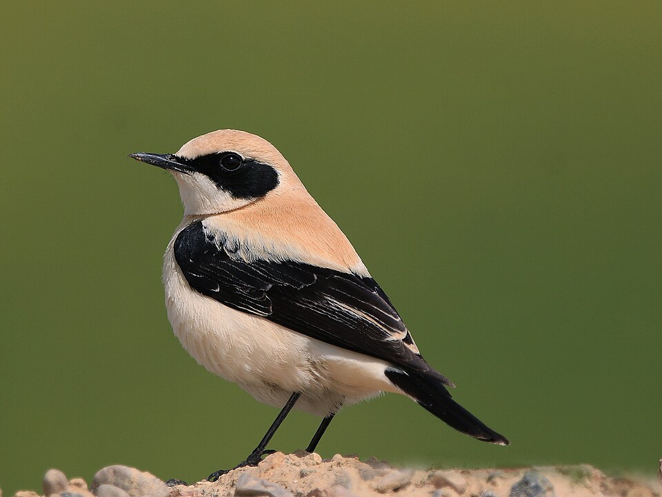 Black-eared Wheatear