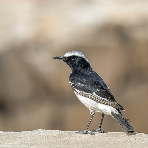 White-crowned Wheatear