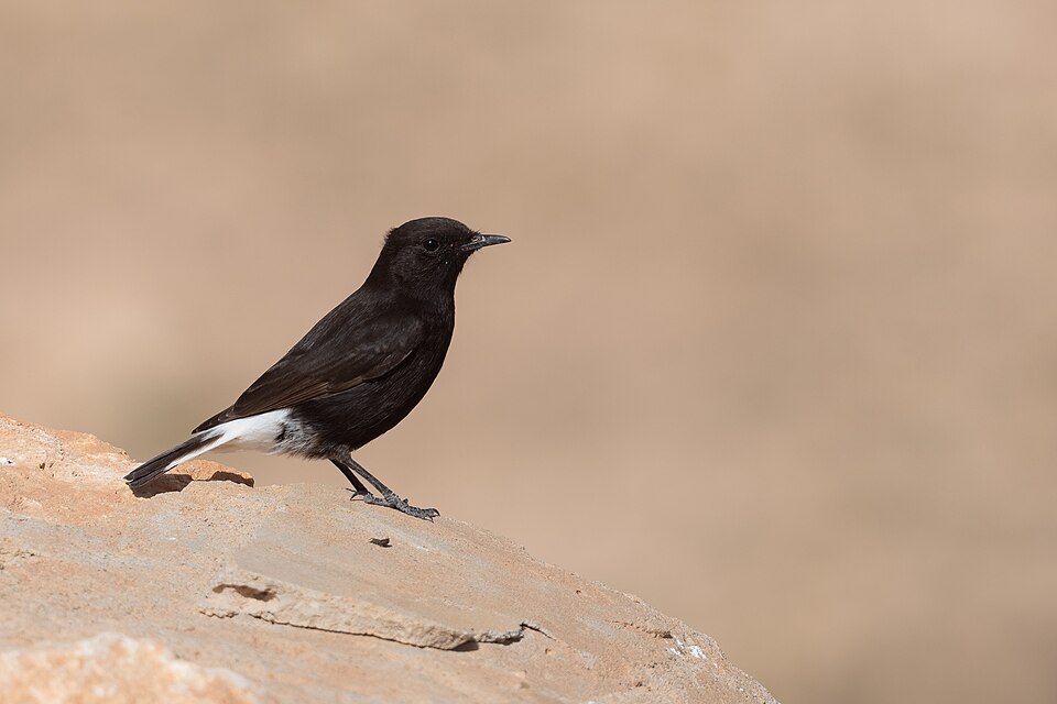 Black Wheatear