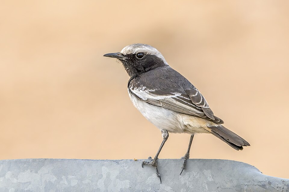 Red-rumped Wheatear