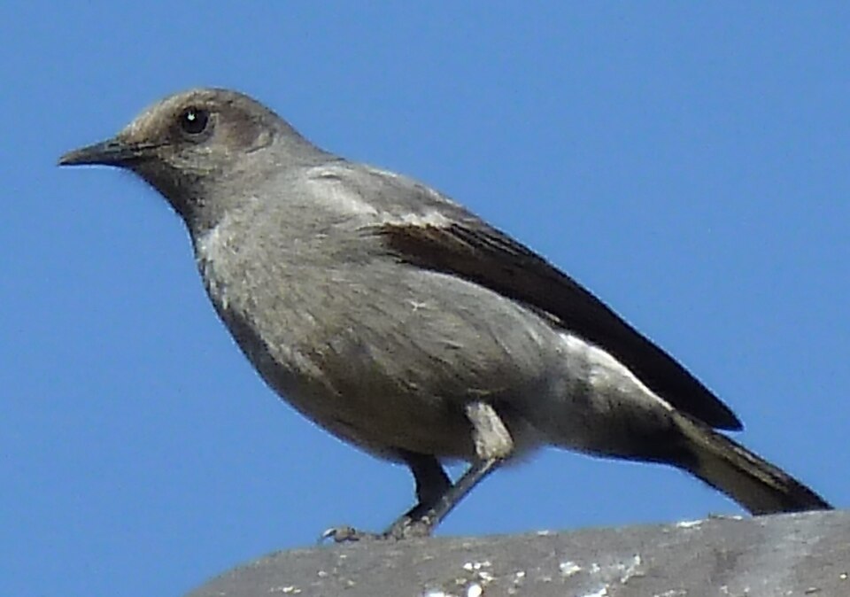 Mountain Wheatear