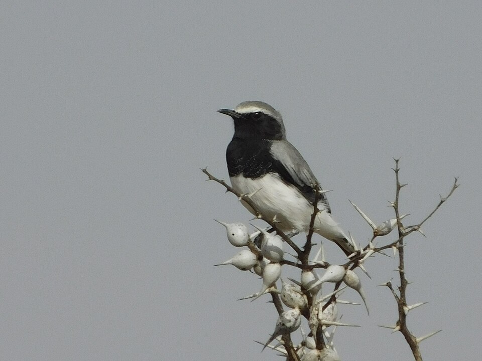 Somali Wheatear