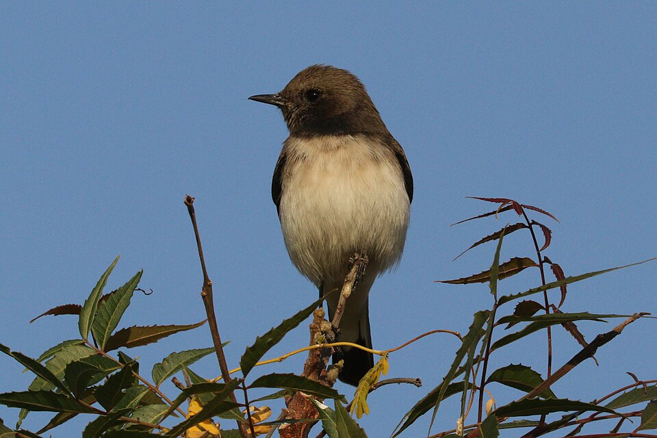 Variable Wheatear