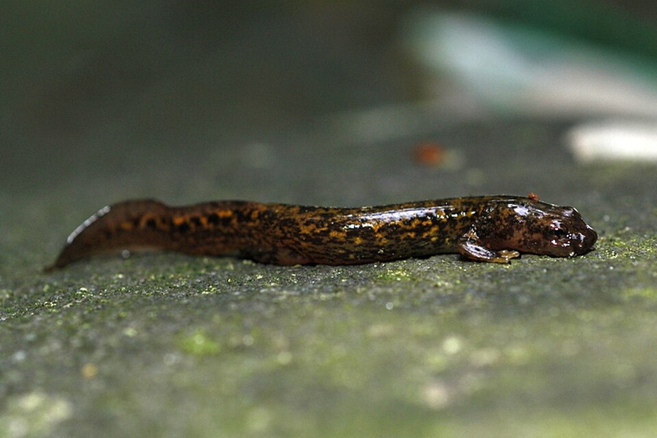 Fischer's clawed salamander