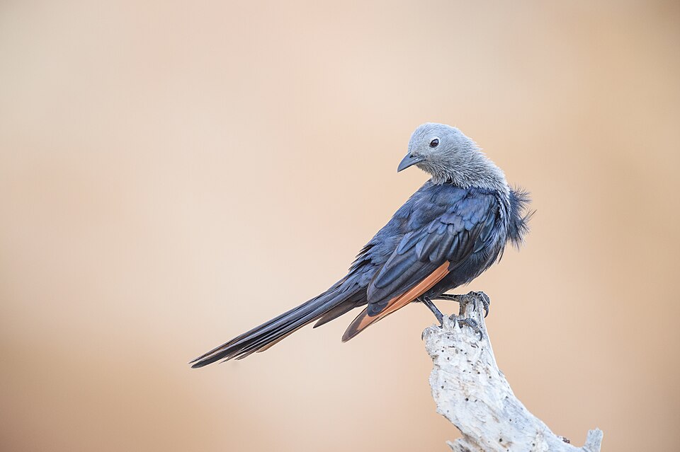 Somali Starling