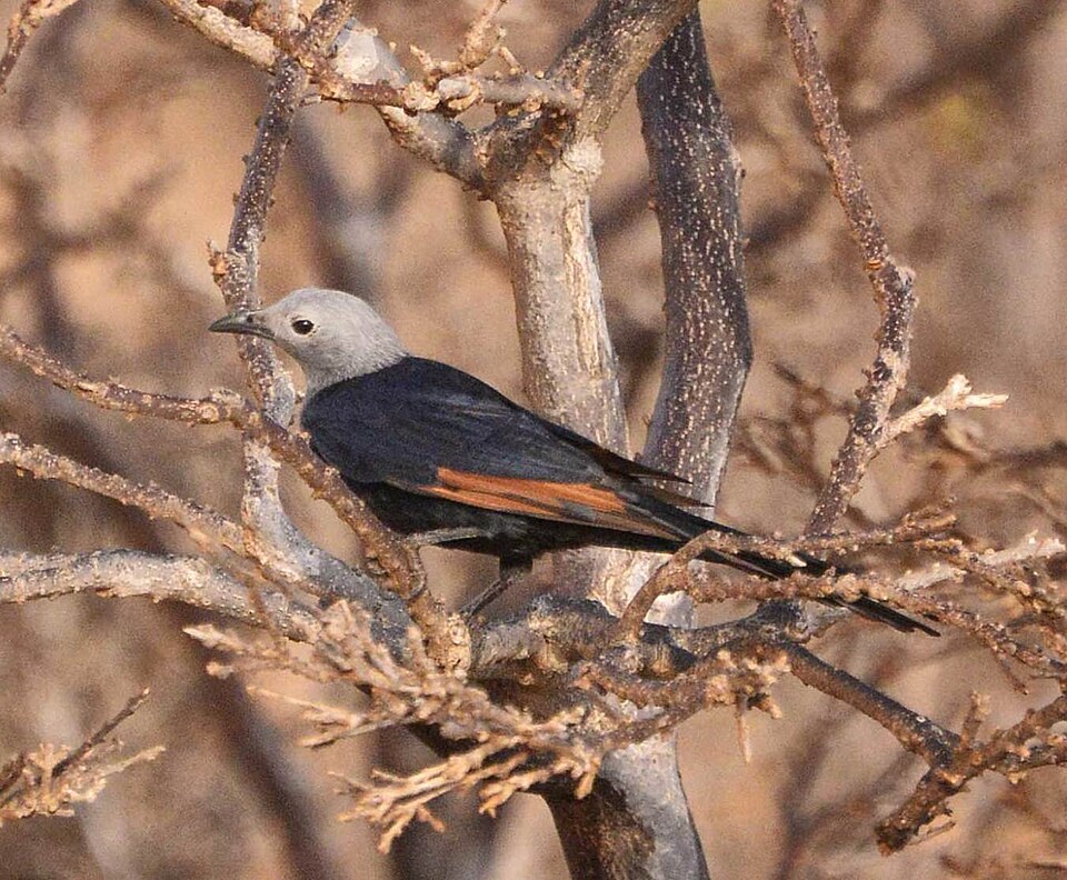 Socotra Starling