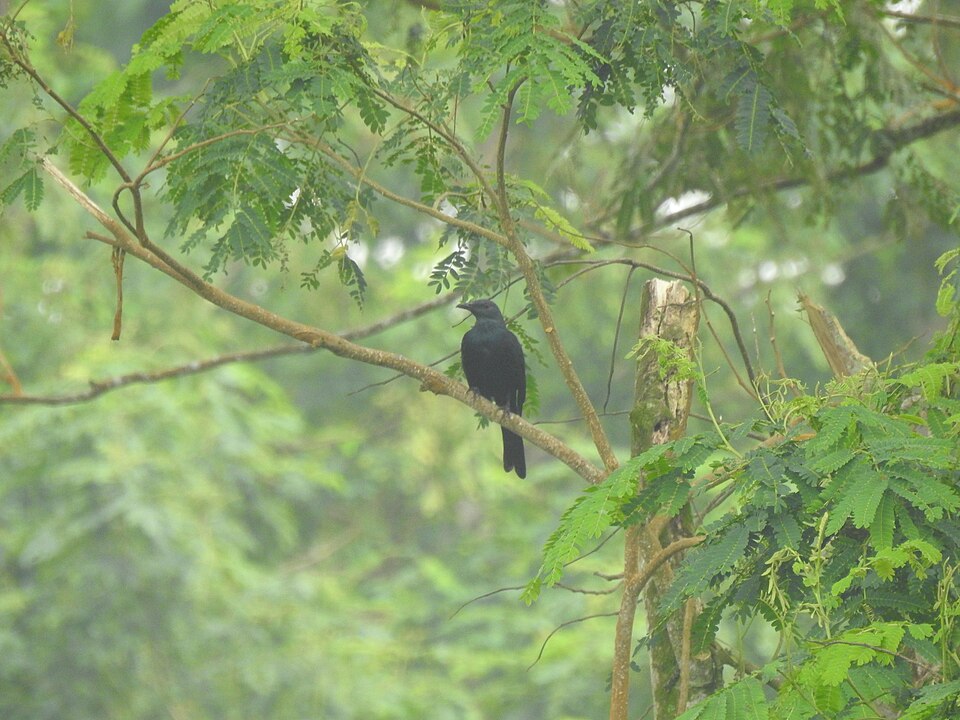 Chestnut-winged Starling