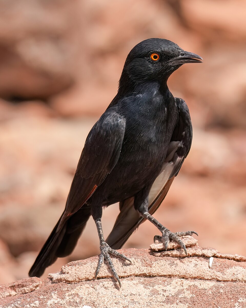 Pale-winged Starling