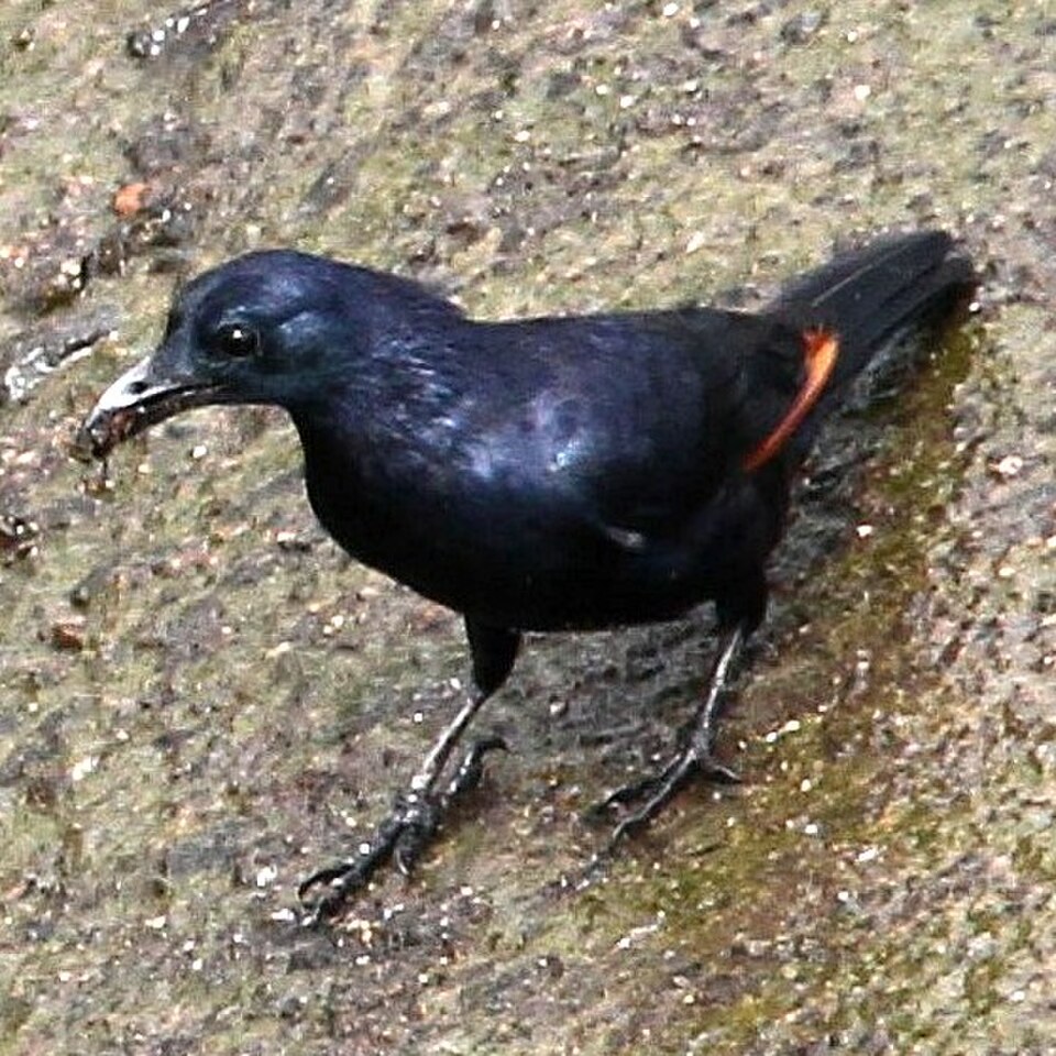 Neumann's Starling