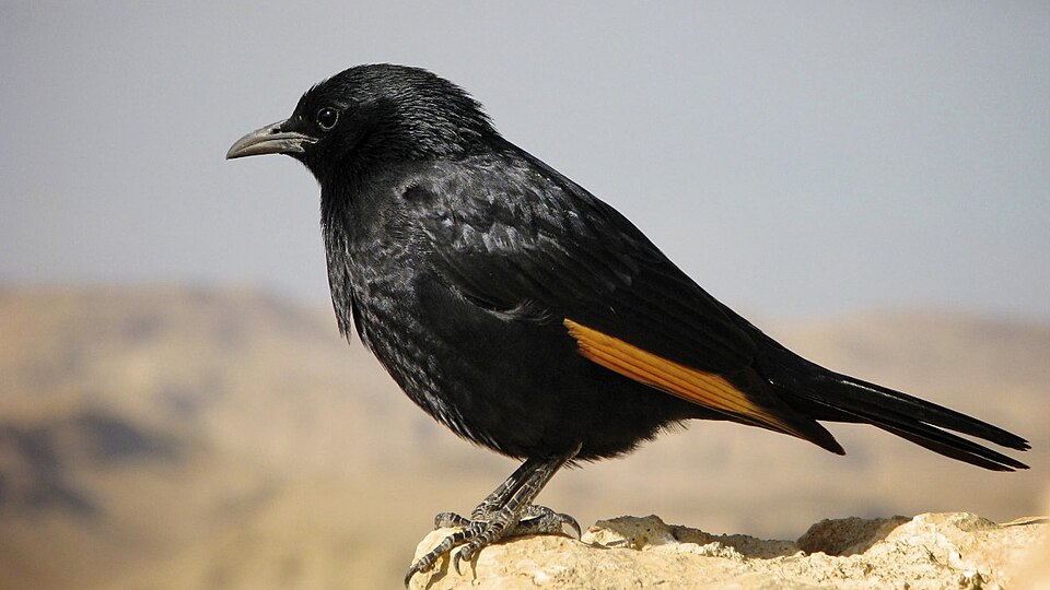 Tristram's Starling