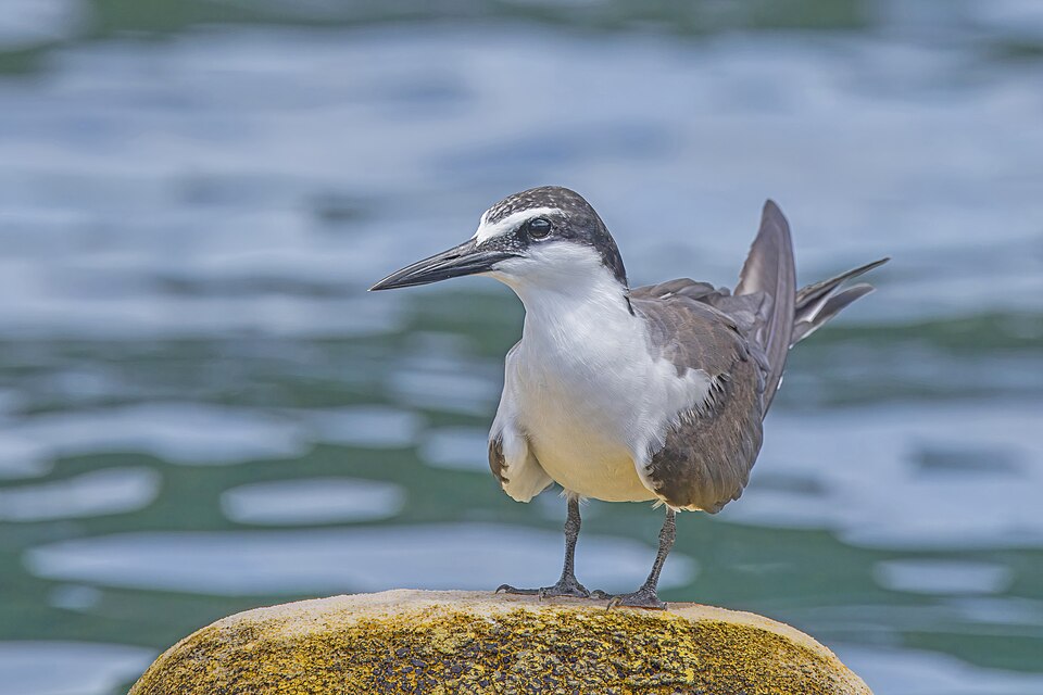 Bridled Tern