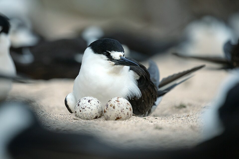 Sooty Tern
