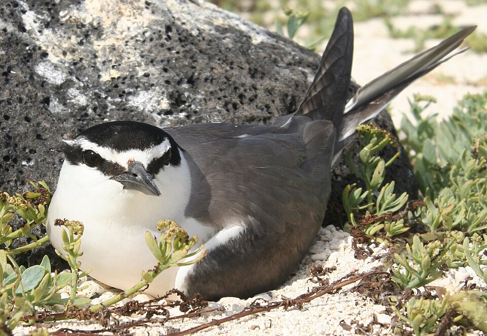 Gray-backed Tern