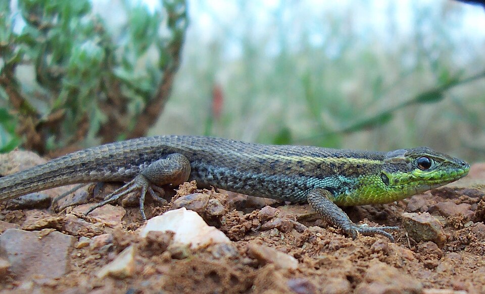 Snake-eyed Lizard