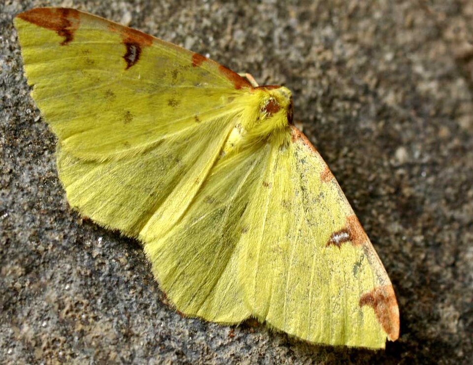 Brimstone Moth
