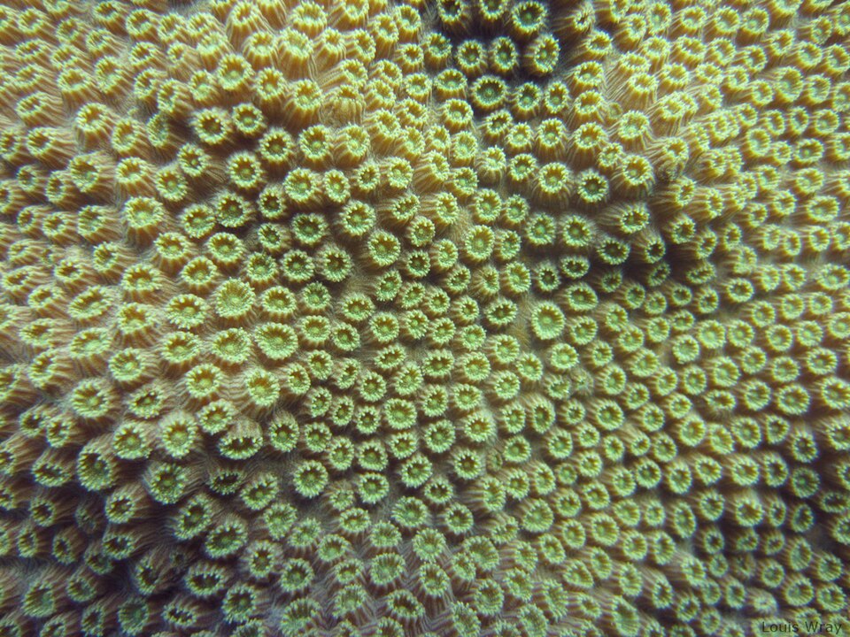 Caribbean star coral