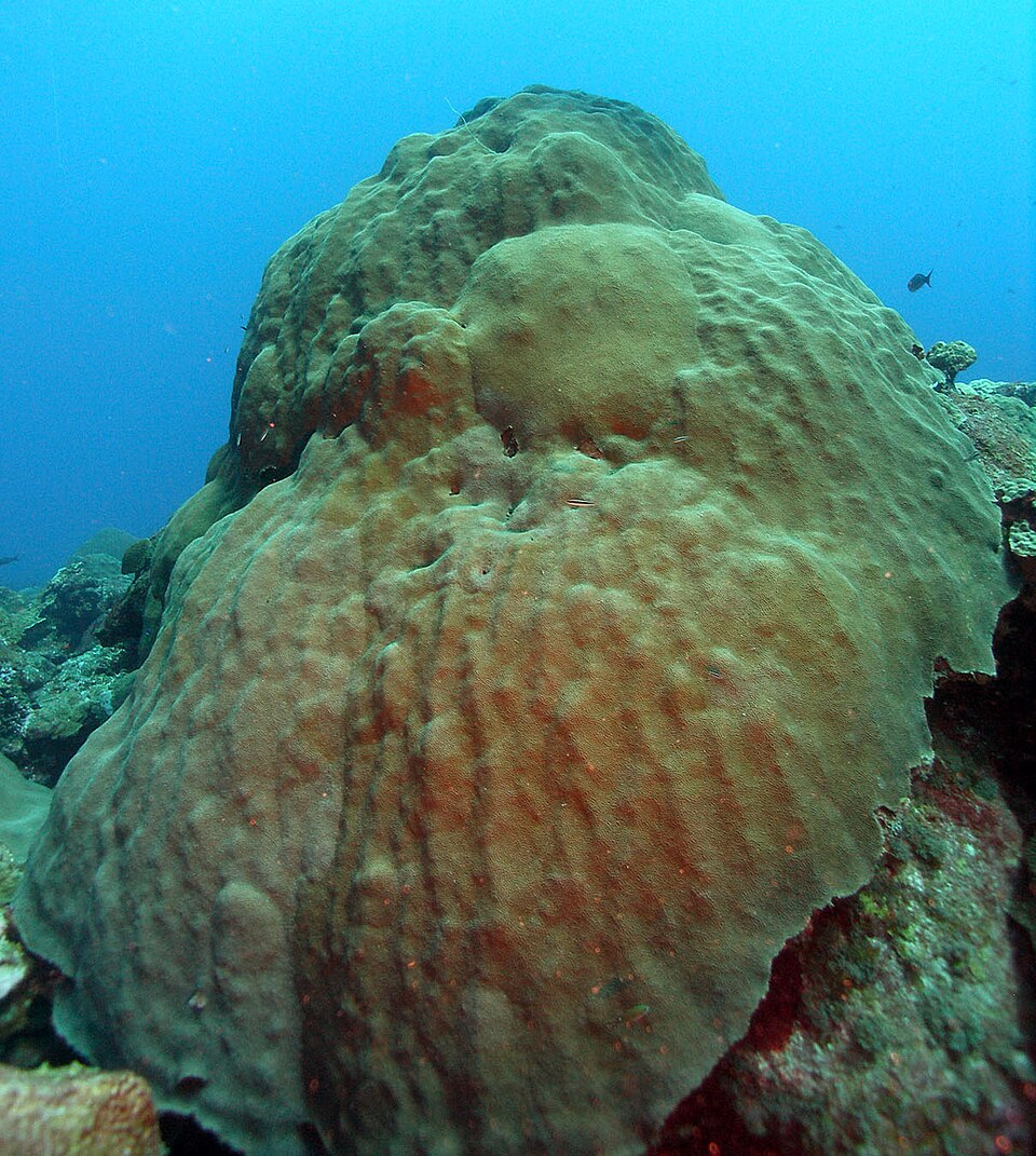 Boulder star coral