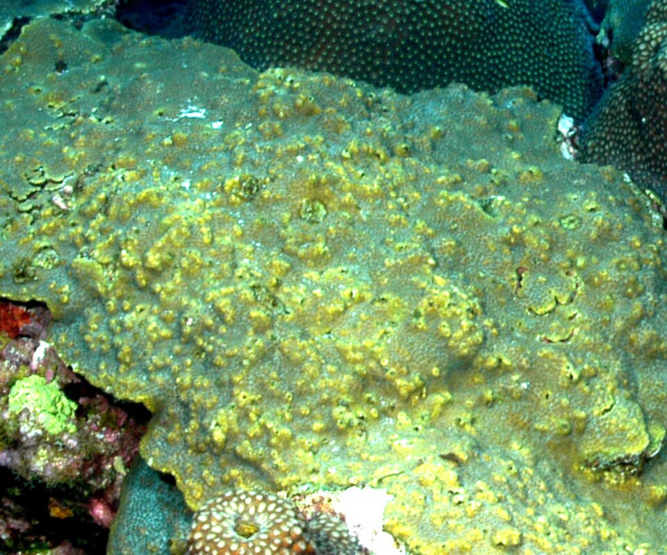 Bumpy star coral