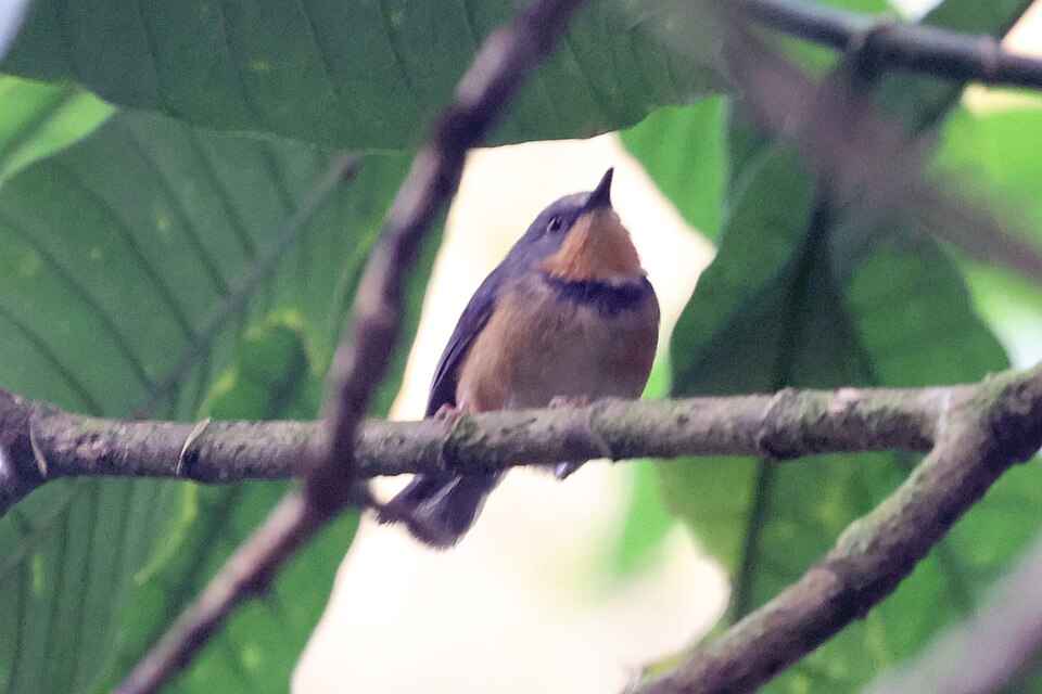 Rwenzori Apalis