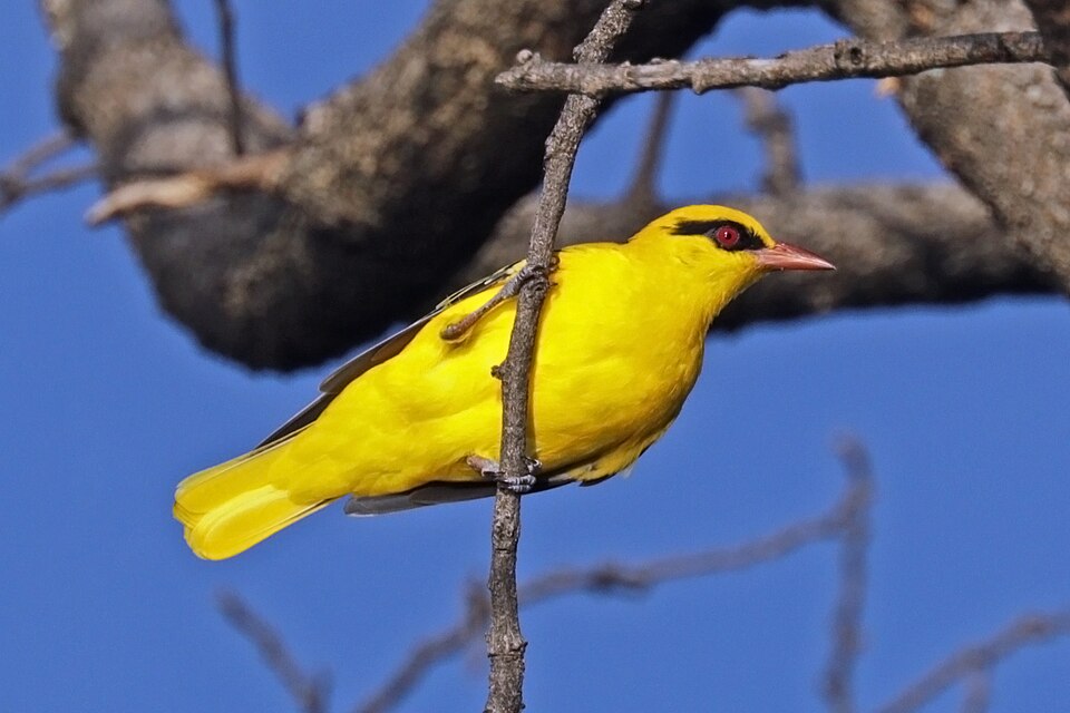 African Golden Oriole