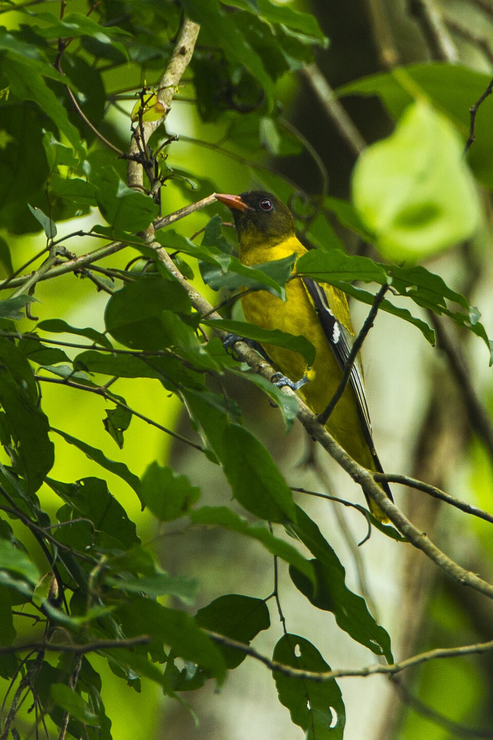 Western Black-headed Oriole